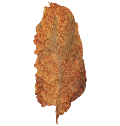 INDIAN RUSTICA LEAVES (Type-1)